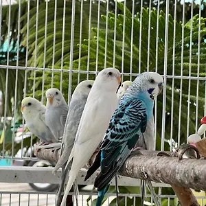 https://b-5-aprt-tipo-villa-sonidos-de-las-aves.comcaribbean.com